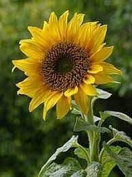 Bunga tersebut juga dijadikan oleh daerah kansas, amerika serikat sebagai bunga resmi. Puisi Bunga Matahari Steemit