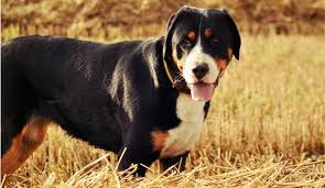 Check spelling or type a new query. How Much Does A Greater Swiss Mountain Dog Cost Is It Worth The Price Tag Herepup