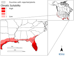 Image result for Hyparrhenia rudis