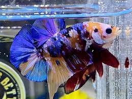 Cara ini mungkin akan menggembirakan dan mengurangkan stress ikan laga kesayangan anda. 5 Cara Merawat Ikan Cupang Agar Tidak Mudah Mati Dari Dosen Ipb