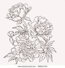 Blossoming Peony Flowers On White Vector Illustration Perfect For Background Greeting Cards And Invitations Flower Drawing Peony Drawing Flower Line Drawings