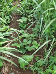 Image result for Canavalia africana