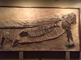 The glendive dinosaur and fossil museum is a private dinosaur museum in glendive, montana, in the united states. Glendive Dinosaur Fossil Museum Glendive Montana June 2015 Fossil Museum Dinosaur Fossils Fossil