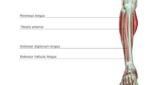 The muscular system is made up of specialized cells called muscle fibers. Peroneus Longus Anatomy Function Rehabilitation