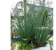 Image result for Juncus exsertus