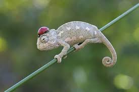 صورة طريفة لدعسوقة تقف على رأس حرباء وكأنها قبعة سبحان الله Cute Animals Animals Funny Animals