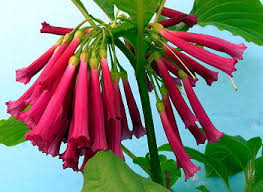 Image result for Iochroma