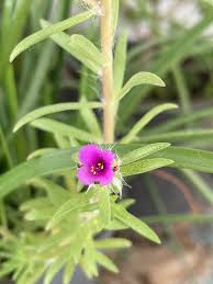 Image result for Portulaca foliosa