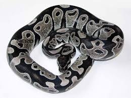 Super pastel axanthic ball python: Axanthic Morph List World Of Ball Pythons