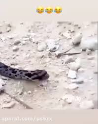 دانلود آهنگ brid creek paintball : ÙÛŒÙ„Ù… Ù‚Ù„Ù‚Ù„Ú© Ù…Ø§Ø± ÙˆÛŒØ¯ÛŒÙˆ Ú©Ù„ÛŒÙ¾ ÙˆÛŒØ¯ÛŒÙˆ ÙˆÛŒÙˆ