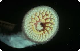 Blood enters the atrium after circulating through the fish, leaving it poorly oxygenated. Jawless Fish Read Biology Ck 12 Foundation