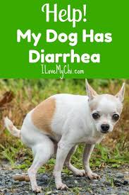 Help My Dog Has Diarrhea Dog Has Diarrhea Diarrhea In Dogs Dogs Pooping