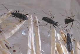 (furry tiny black things) help! Garden Insects And What To Do About Them