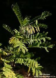 Image result for Sophora velutina