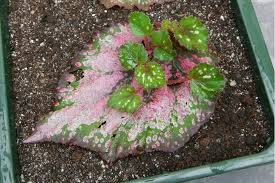 How To Take Begonia Leaf Cuttings Propagating Plants Plants Plant Cuttings