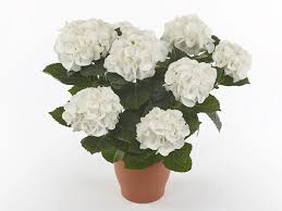 Image result for Motandra paniculata