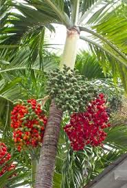 In general usage and in a culinary sense, a wide variety of dry seeds are called nuts, but in a botanical context nut implies that the shell does not open to release the seed (indehiscent). Christmas Palm Tree Plant And Grow The Xmas Palm Adonidia Merrillii