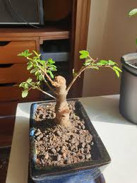 4 Month Time Lapse On My Little Chinesse Elm R Bonsai