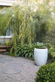 Image result for Acacia welwitschii