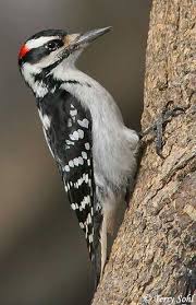 Small Birds Native To Michigan Michigan Bird Identification Flashcards By Proprofs Woodpecker Bird Species Pet Birds