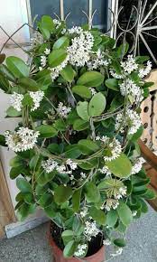 flor de cera blanca en todo su esplendor jardines cera blanco