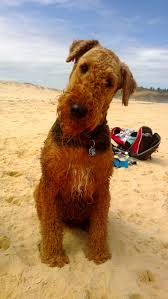 Airedale Performing The Trademark Head Tilt Their Brains Work Better At An Angle Airedale Dogs Airedale Terrier Puppies Airedale Terrier