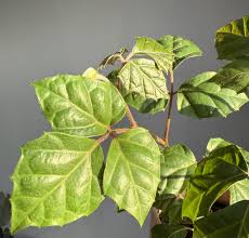 Image result for Cissus alata