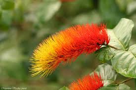 Image result for Combretum sp. A