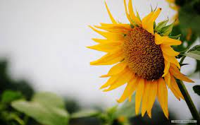 An Open Letter To Summer Desktop Wallpaper Summer Free Flower Wallpaper Summer Desktop Backgrounds