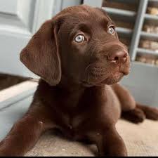 Check spelling or type a new query. Labrador Puppies For Adoption Near Me Posts Facebook