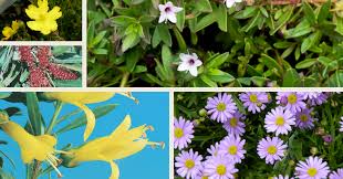 Make gardening easier with low maintenance perennials. Native Groundcover Flower Power