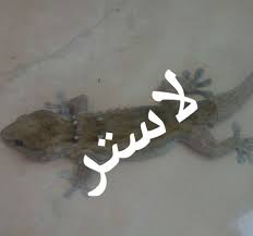جل التماسيح من لاستر Art Character Calligraphy