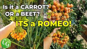 We did not find results for: Growing Carrots How To Grow Romeo Carrots In Your Garden Youtube