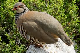 Image result for Alectoris rufa