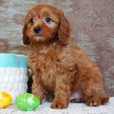 The puppies were born in the house expertly raised and handled every day. Dallas Cavapoo Puppy 639967 Puppyspot