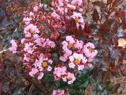 Ebony glow crape myrtle is adaptable to a wide range of soil types, very drought tolerant and has a good resistance to powdery mildew. Crape Myrtle Ebony Glow Lagerstroemia Clusters Of Blush Pink Nearly White Blooms With Black Foliage Zone 7