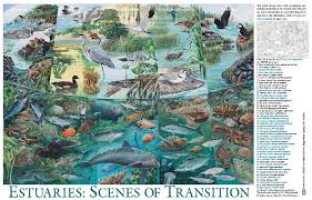 Estuaries Posters Available Science Illustration Estuary Poster