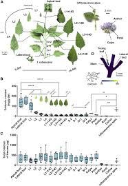 Image result for Isodon ramosissimus