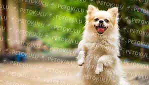 Kopeklerde Temel Itaat Egitimi Pet Okulu