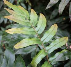 Image result for Blechnum australe