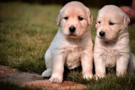 Come scegliere il giusto allevamento per acquistare un Golden Retriever-  Zampastic