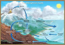 Answer all questions in the spaces provided. The Phosphorus Cycle Article Ecology Khan Academy