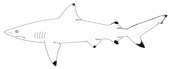 Lemon shark large, yellowish predators found near the surface and at intermediate depths. Smoothtooth Blacktip Shark Wikipedia