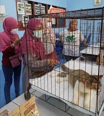 Many of these animals have never experienced life in a loving, family home. Mypetshop Online Pet Shop Malaysia Cat Food Malaysia Dog Food Malaysia
