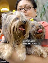 138 Elia Church Stock Photos, High-Res Pictures, and Images