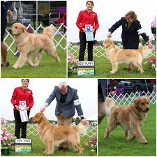 With the puppy culture dvd set, you will learn critical lessons that will prepare you to care for your litter of puppies and guide them through the extremely important first 12 weeks of their lives!this includes: Rose Tree Golden Retrievers Home
