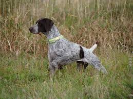 I just recovered from heart worm treatment, boy was that a long 4 months of not being able to play and chase birds. German Shorthaired Pointer Puppies Nc Petfinder