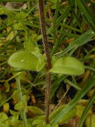 Image result for Cerastium glomeratum