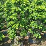 Ficus Ginseng Bonsai S-Shape Ficus Microcarpa for Home ...