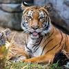 This article will take you on an african safari with the following african animals list. 1